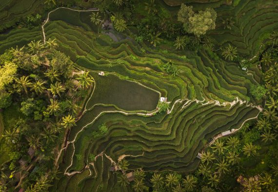 Tegallalang Rice Terraces in Bali